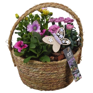 Arr.   Perkplanten L%