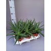 ALOE ARBORESCENS