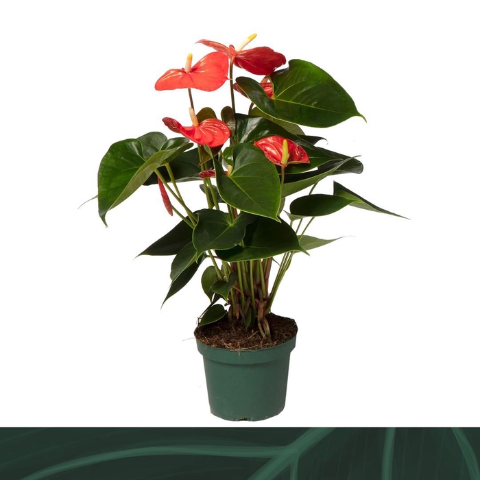 <h4>Anthurium andr. 'Solara'</h4>