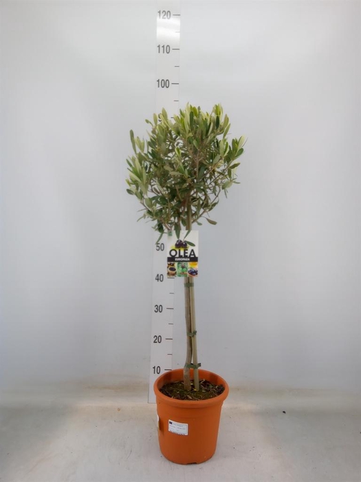 <h4>Olea europaea</h4>