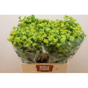 Bupleurum Rotundifol