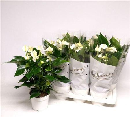 <h4>Anthu An White Champ 7+</h4>