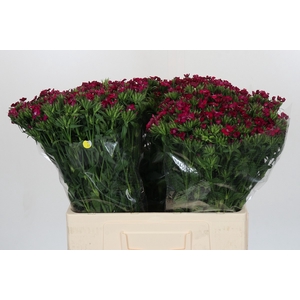 Dianthus Br Amazon Neon Cherry
