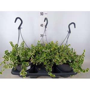 Ficus pumila 'Sunny'