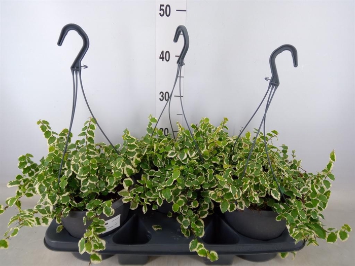 <h4>Ficus pumila 'Sunny'</h4>