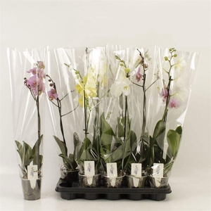 PHAL GEM