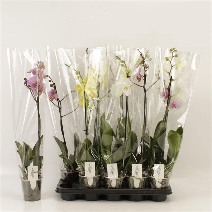 <h4>PHAL GEM</h4>