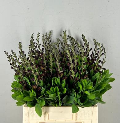 <h4>Baptisia Australis Bruin</h4>