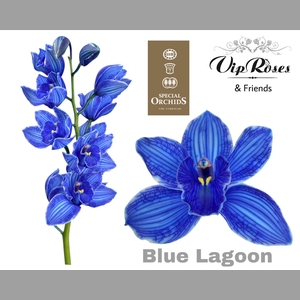 CYMB DYED BLUE LAGOON