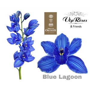 Cymb Dyed Blue Lagoon