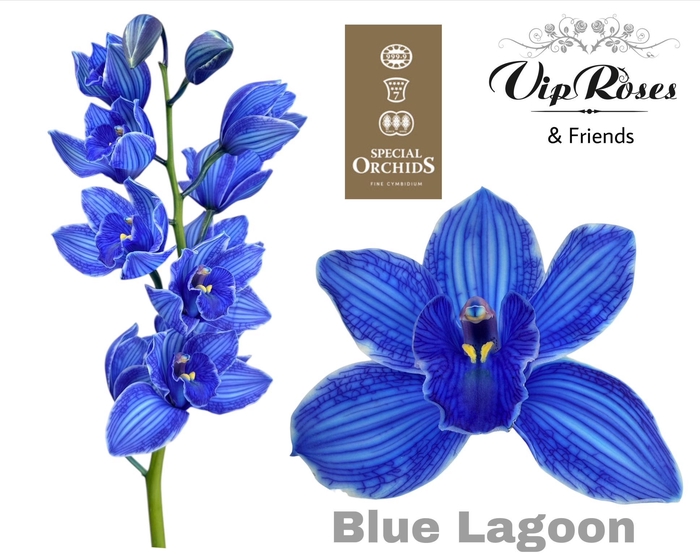 <h4>CYMB DYED BLUE LAGOON</h4>