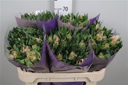 Alstr Astronova Thabit