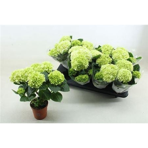 Hydr M Hi White Sun 4-5++++