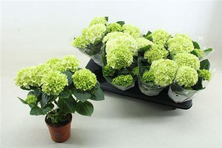 <h4>Hydr M Hi White Sun 4-5++++</h4>