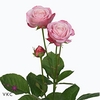 Rosa spray lady bombastic