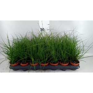 Carex brunnea