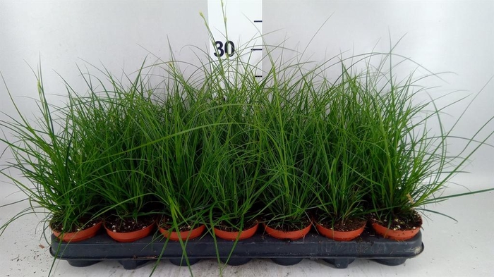 <h4>Carex brunnea</h4>