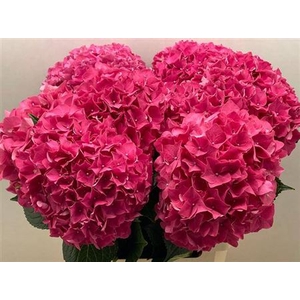 Hydr M Ch Rodeo Rd 65cm