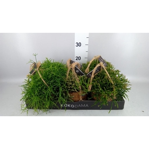 Rhipsalis   ...mix