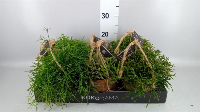 <h4>Rhipsalis ...mix</h4>