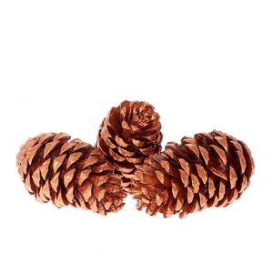 Pine cone Maritima 12cm x3