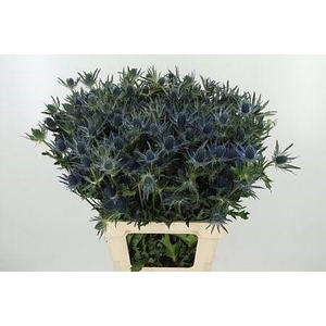 Eryngium Mag Blue Lagoon