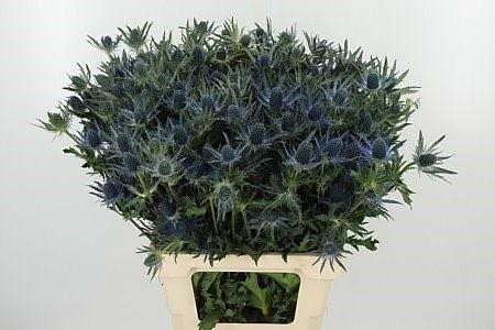 <h4>Eryngium Mag Blue Lagoon</h4>