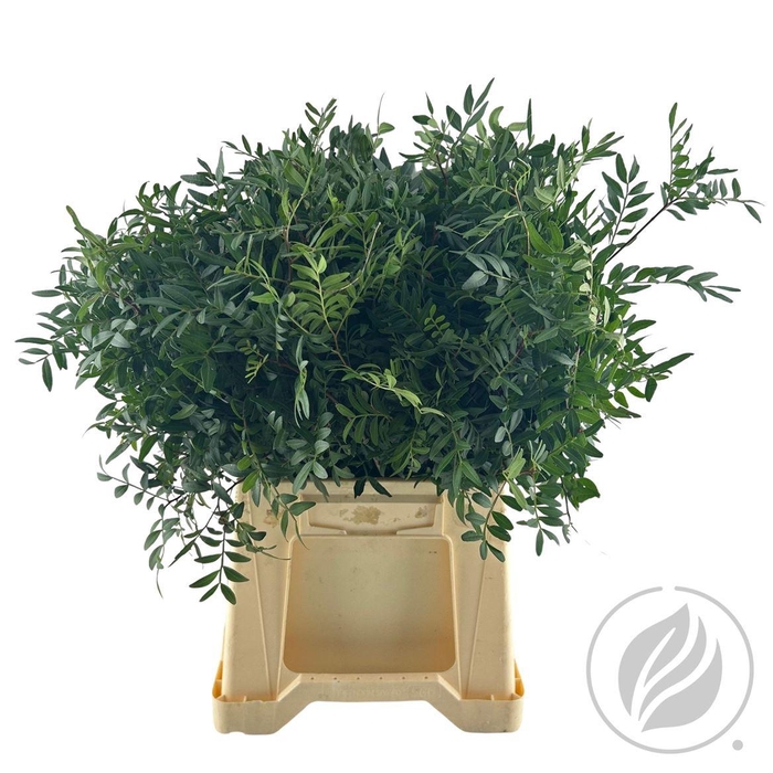 <h4>Pistache 40cm</h4>