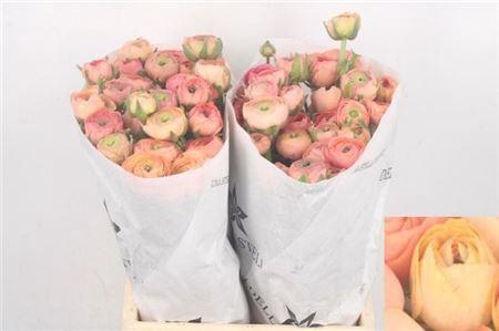 <h4>Ran El. Salmon Ex</h4>