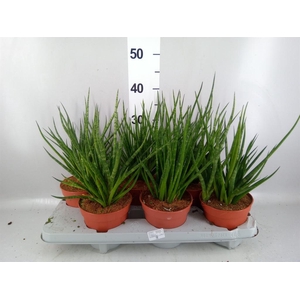 Sansevieria cyl.  ...