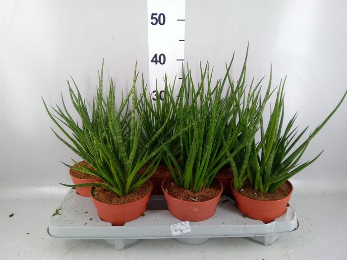<h4>Sansevieria cyl.  ...</h4>