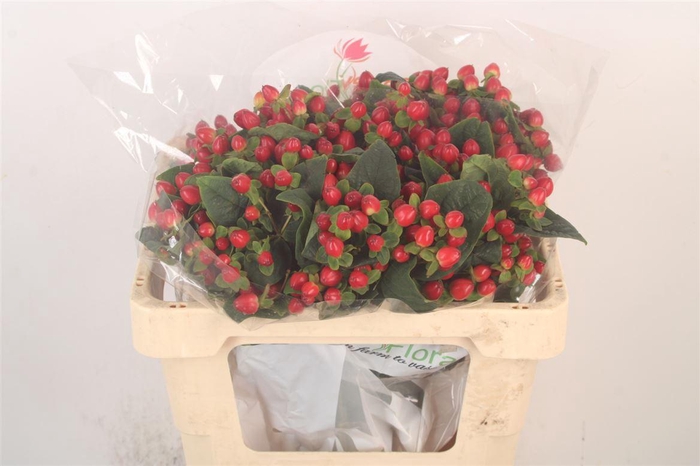 <h4>Hyp Mag Triumph</h4>