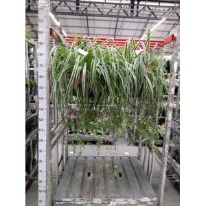 Chlorophytum com. 'Ocean'