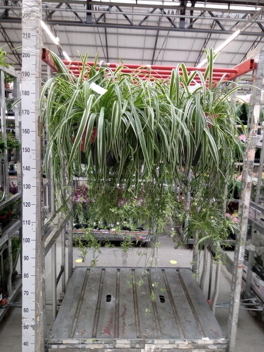 <h4>Chlorophytum com. 'Ocean'</h4>