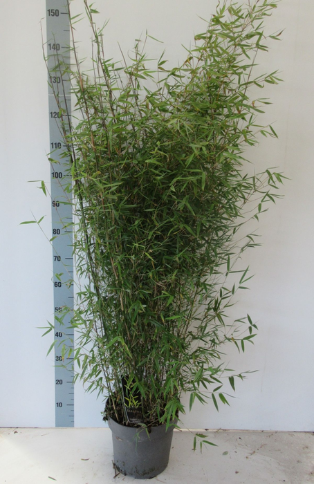 <h4>Fargesia jiuzhaigou 'Genf' - P27</h4>
