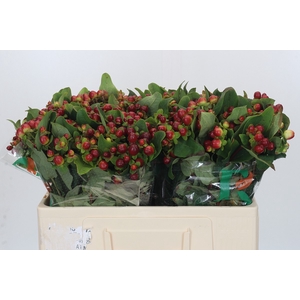 Hypericum Magical Seasons