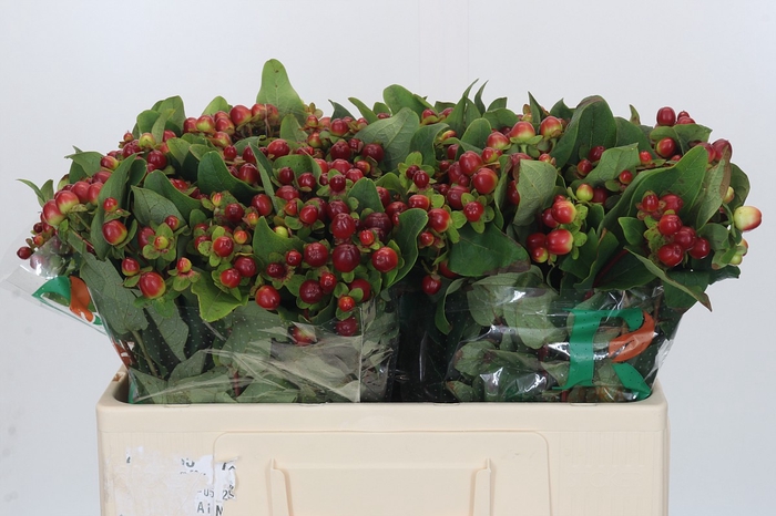 <h4>Hypericum Magical Seasons</h4>