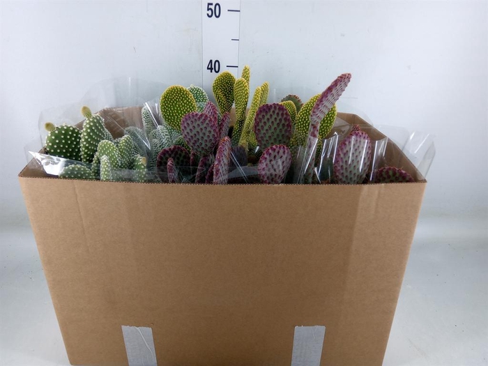 <h4>Opuntia microdasys</h4>