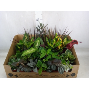 Planten Groen   ...mix 24