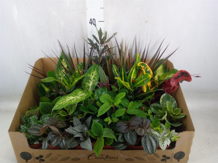 <h4>Planten Groen   ...mix 24</h4>