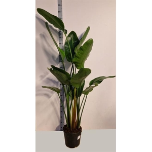 Strelitzia Alba 30Ø 185cm 3pp