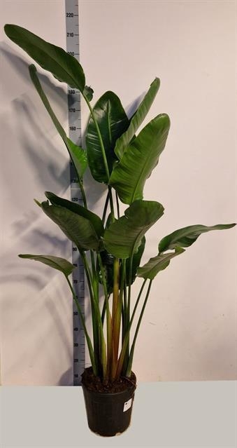 Strelitzia Alba 30Ø 185cm 3pp