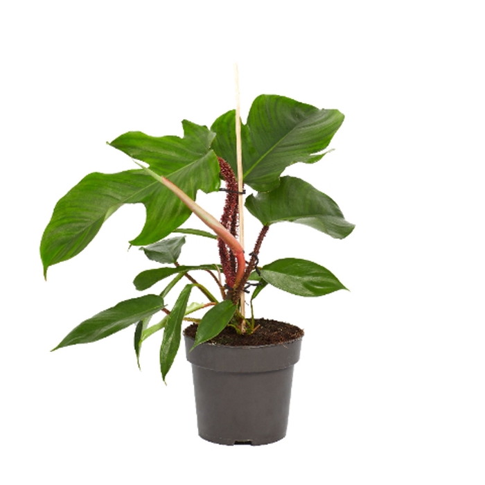 <h4>Philodendron Squamiferum</h4>