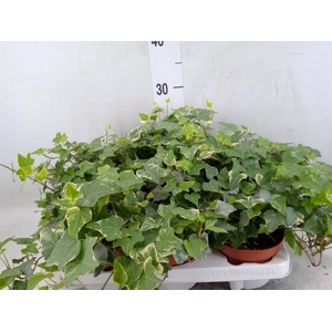 Hedera   ...variegated