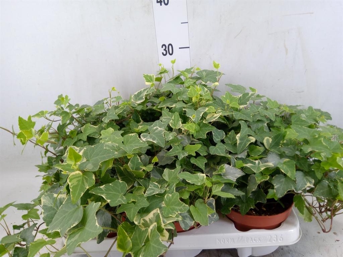 <h4>Hedera   ...variegated</h4>