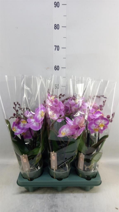<h4>Phalaenopsis  'Spirit Pink'</h4>