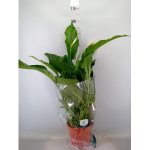 Spathiphyllum  'Sweet Lauretta'