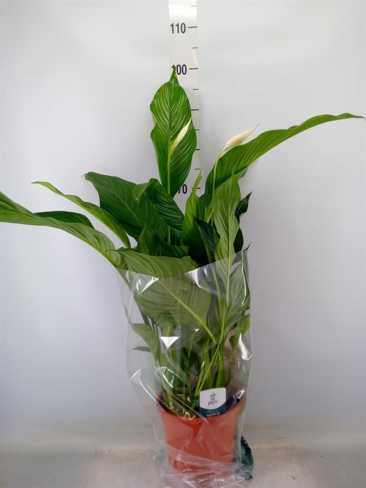 <h4>Spathiphyllum  'Sweet Lauretta'</h4>