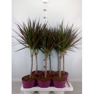 Dracaena marg. 'Magenta'
