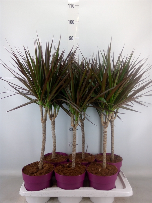 <h4>Dracaena marg. 'Magenta'</h4>
